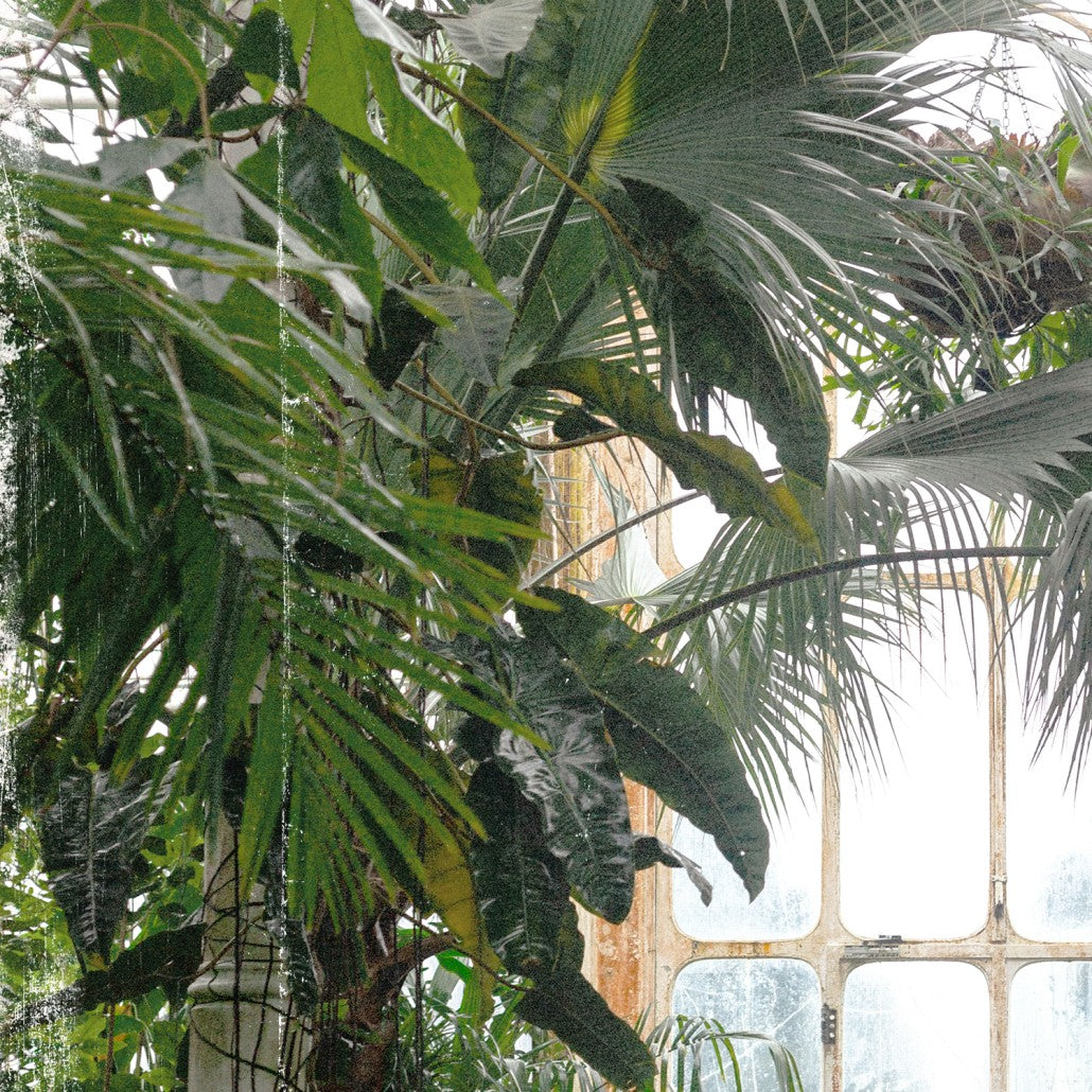 Greenhouse Series IX