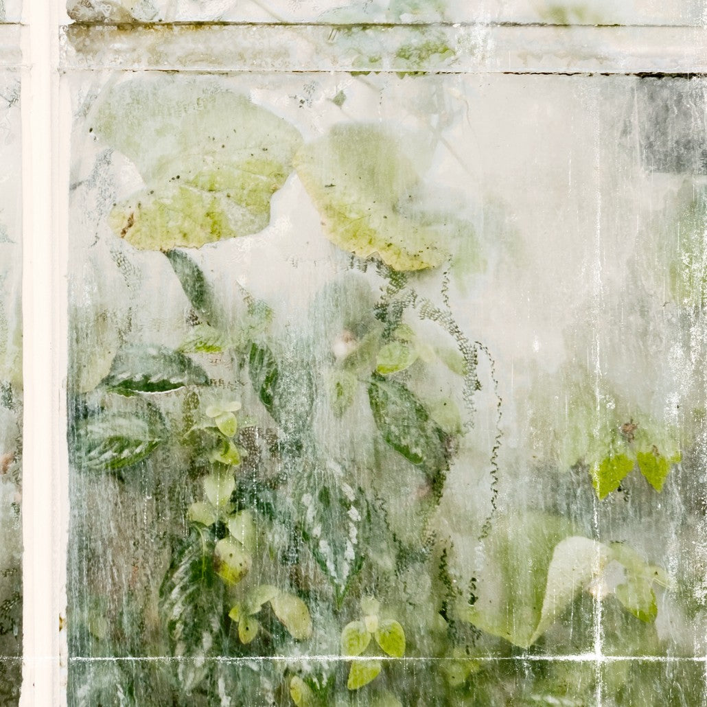 Greenhouse Series V