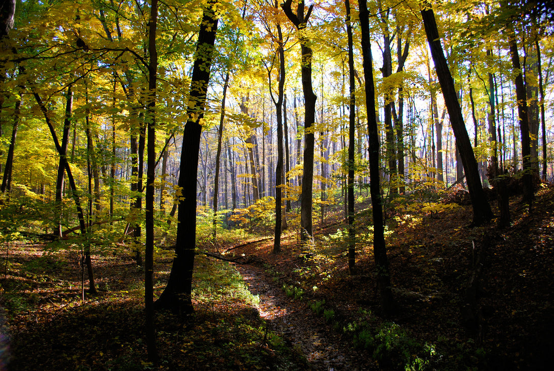 Giving Tuesday, 2025 - One Tree Planted