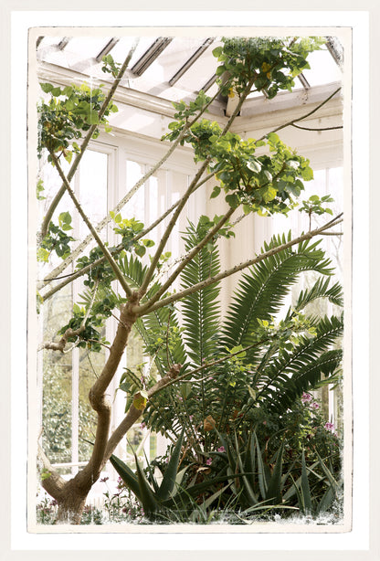 Greenhouse Series XI