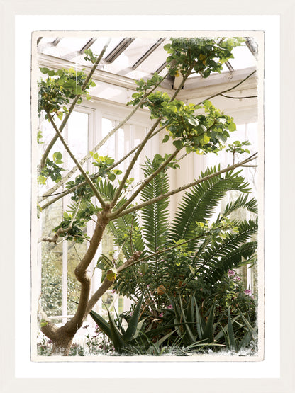 Greenhouse Series XI