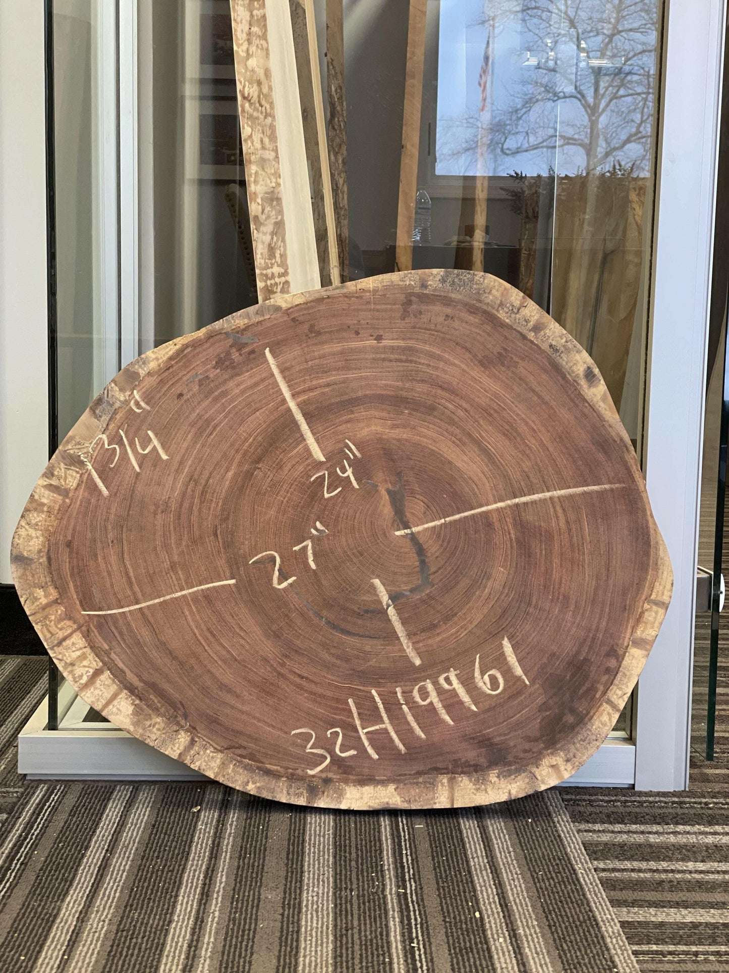 27" Schefflera Morototoni Cookie Slab