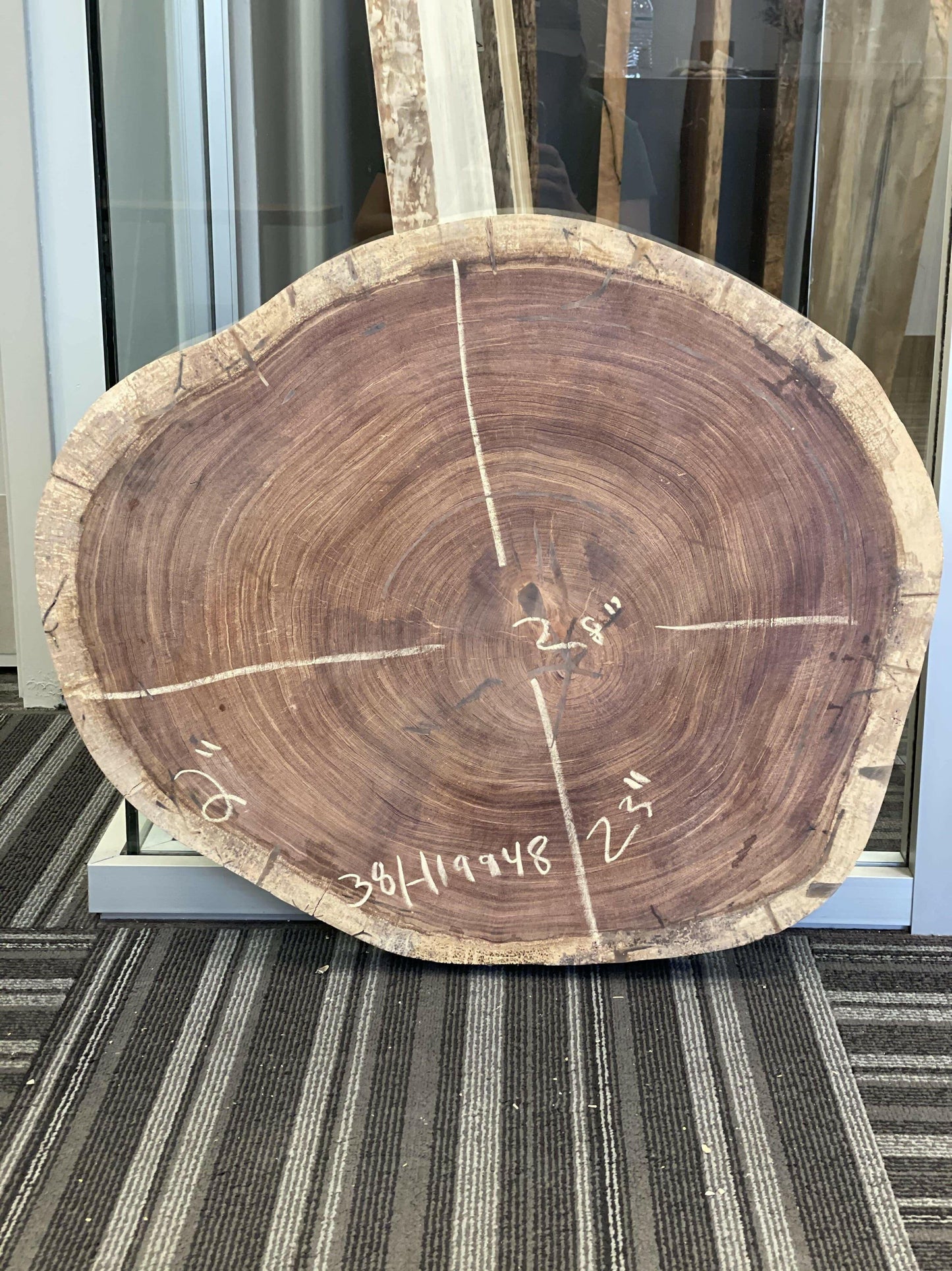 28" Schefflera Morototoni Cookie Slab