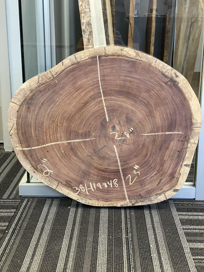 28" Schefflera Morototoni Cookie Slab