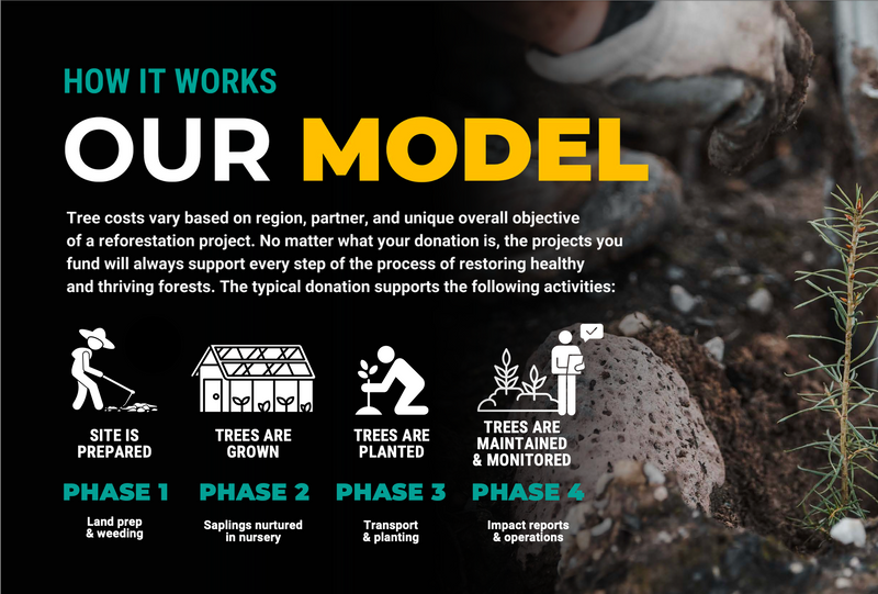 Infographic explaining a reforestation model with icons and text on a natural background.