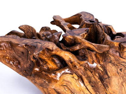 Sculptural Costa Rican Root Coffee Table Reserva Collection — No. 06