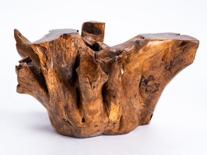 Sculptural Costa Rican Root Coffee Table Reserva Collection — No. 07