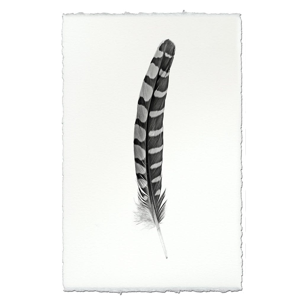BARLOGA STUDIOS- fine photographs on intriguing papers Feathers Feather Study #12 (Partridge Wing)