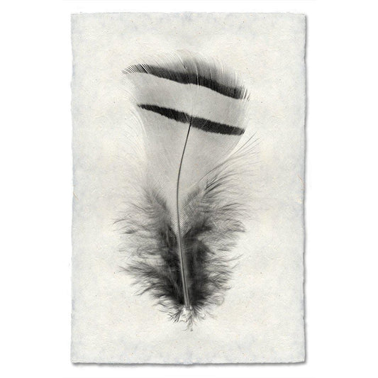 BARLOGA STUDIOS- fine photographs on intriguing papers Feathers Feather Study #15 (Chuckar Partridge)