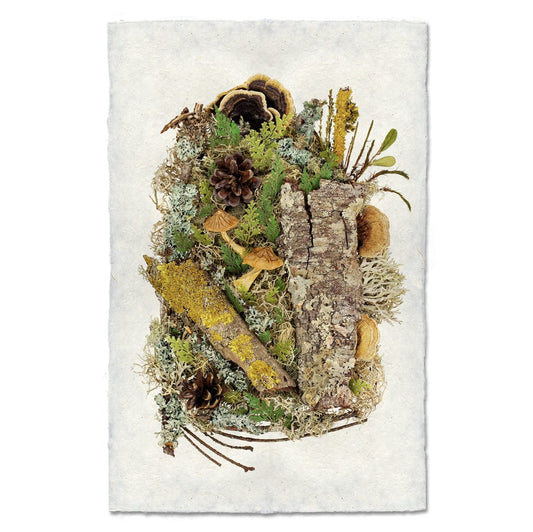 BARLOGA STUDIOS- fine photographs on intriguing papers Ferns Woodland Collective