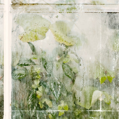 Greenhouse Series V