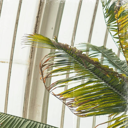 Greenhouse Series VII