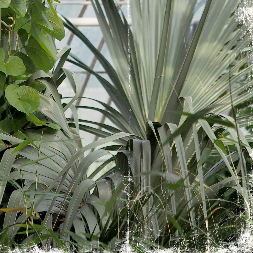 Greenhouse Series VIII