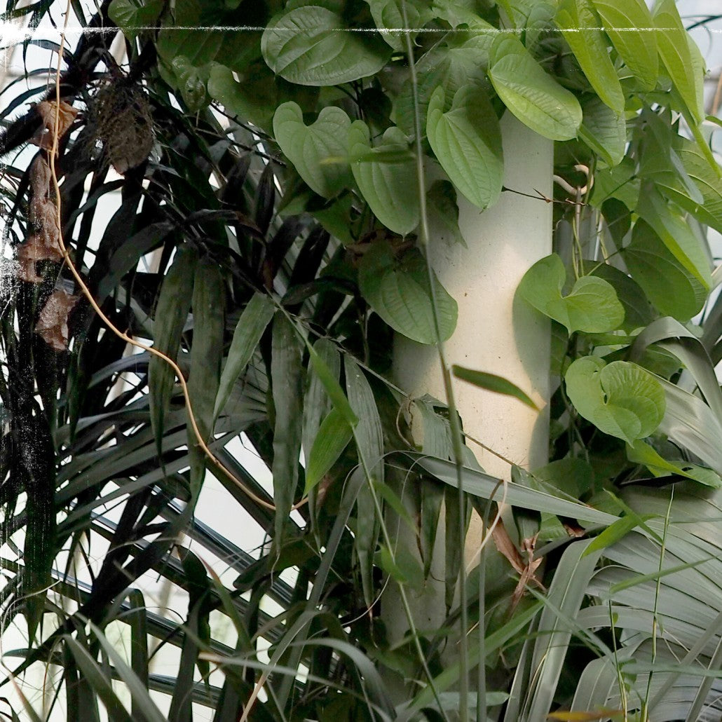 Greenhouse Series VIII