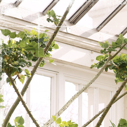 Greenhouse Series XI