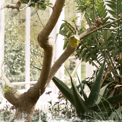 Greenhouse Series XI