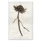 BARLOGA STUDIOS- fine photographs on intriguing papers Natural Forms Artichoke Flower