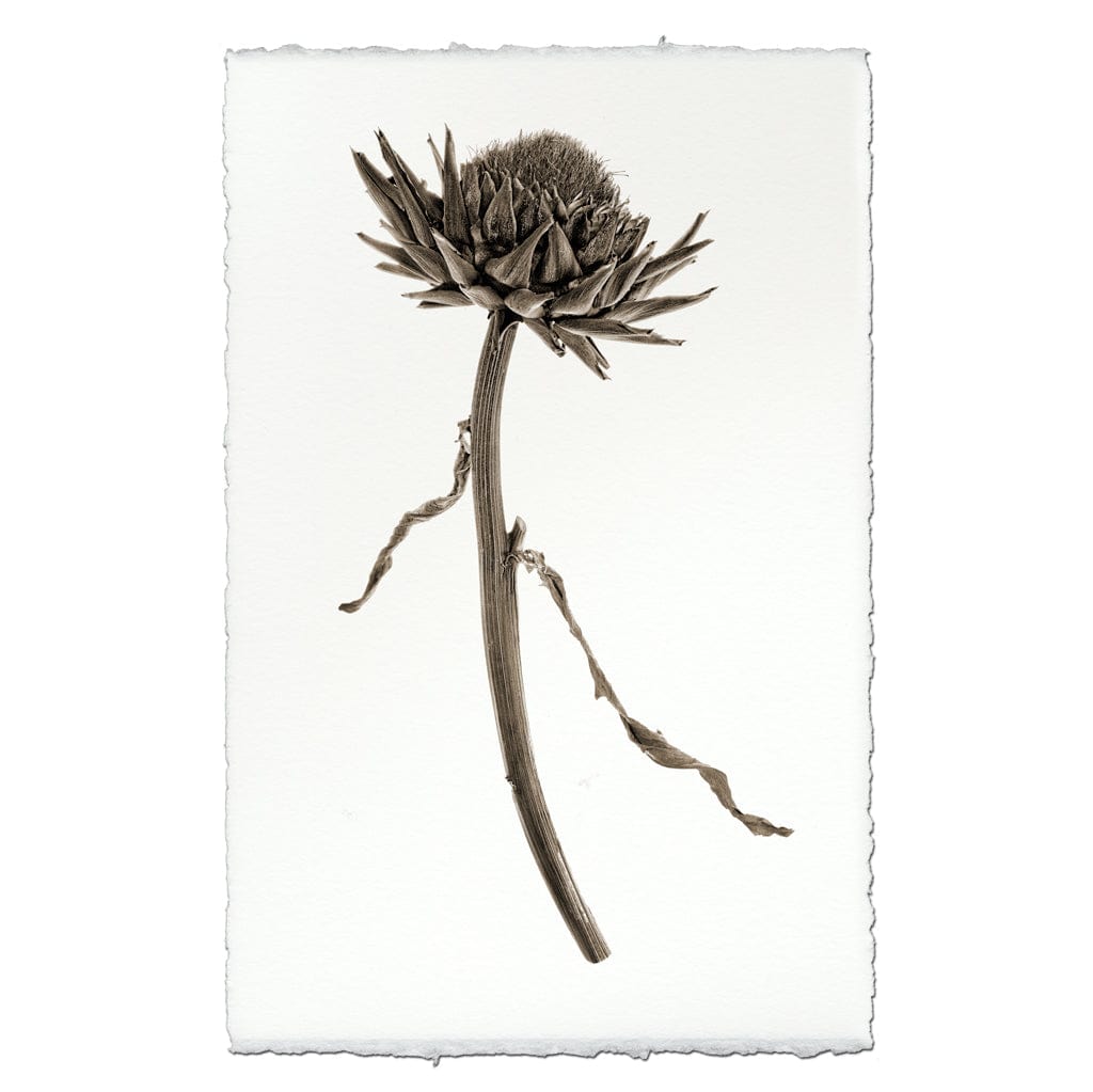 BARLOGA STUDIOS- fine photographs on intriguing papers Natural Forms Artichoke Flower