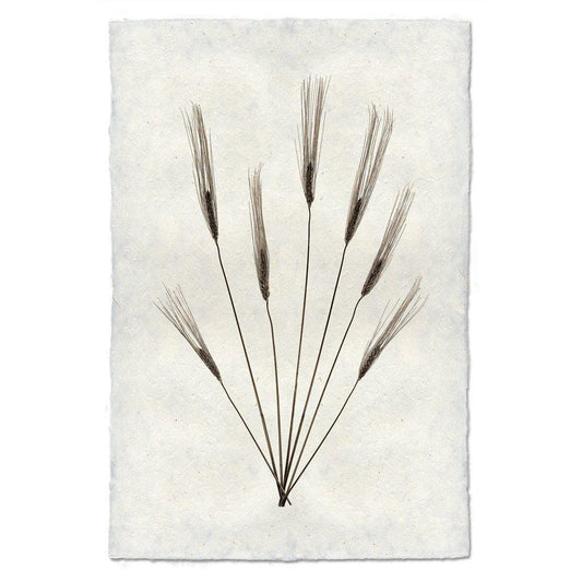 BARLOGA STUDIOS- fine photographs on intriguing papers Natural Forms Wheat Form #2