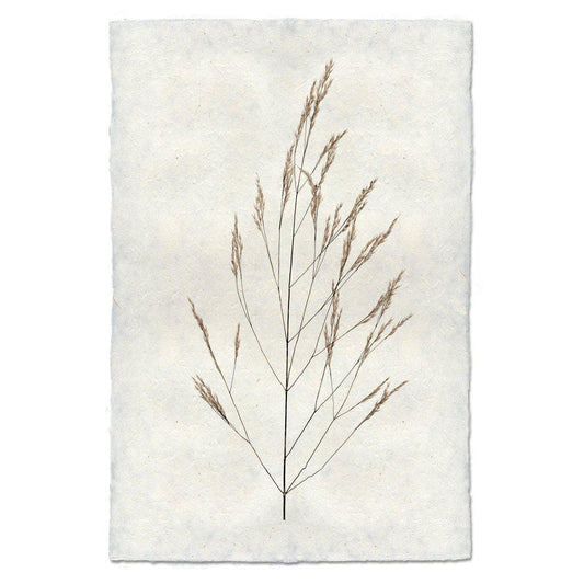 BARLOGA STUDIOS- fine photographs on intriguing papers Natural Forms Wheat Form